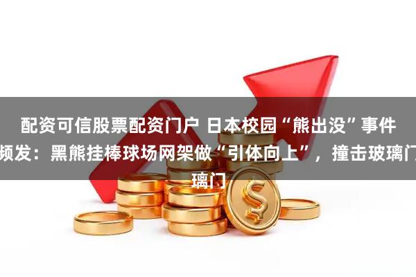 配资可信股票配资门户 日本校园“熊出没”事件频发：黑熊挂棒球场网架做“引体向上”，撞击玻璃门